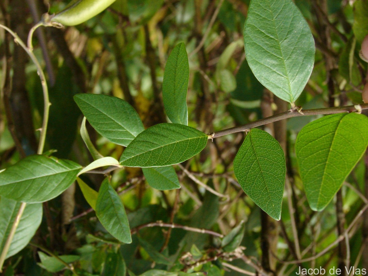 Crotalaria walkeri Arn.